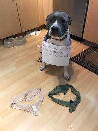 Underwear Snatchers Archives - Dogshaming