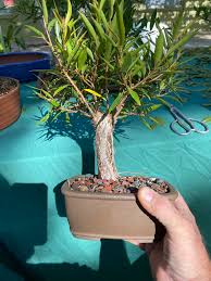 Image result for Ficus barteri