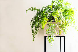 31 Best Low Light Indoor Plants And How To Care For Them In 2020 Indoor Plants Best Indoor Trees Plants