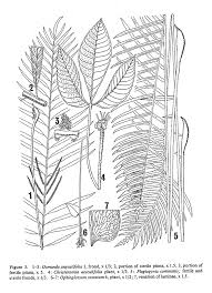 Image result for Ophioglossum costatum