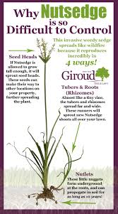Maybe you would like to learn more about one of these? Humidity In Philadelphia Leads To Nutsedge Infestations On Lawns And Homeowners Need To Know The Top 6 Steps To Getting Nutsedge Under Control From Giroud Tree And Lawn