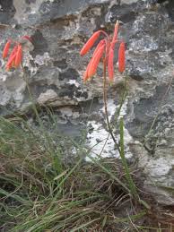 Image result for Aloe wildii