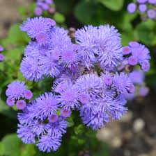 Maybe you would like to learn more about one of these? Top Drought Resistant Annuals Weston Nurseries