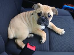 The pup in pic 1 is a male $2000 female in pic 2 $2000 female pic 3 $1500 male pic 4 $2000 male pic 5 $1500 the second litter was born on june 9th ready to go aug 4th. Half Pug Half Bulldog Petsidi