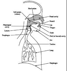 speech mechanism wiki air stream mechanism diagram