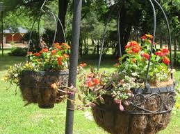 Image result for Portulaca