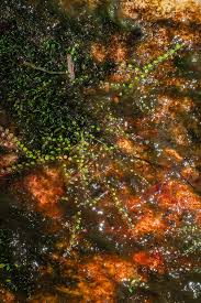 31 facebook wins & fails. Utricularia Heterochroma Photos