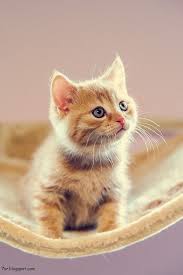 أجمل صور قطط Kittens Cutest Cats Cute Cats And Kittens