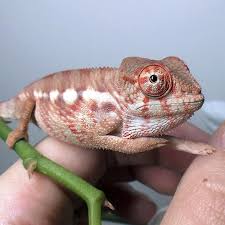 Pin On Baby Chameleon