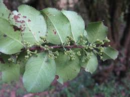 Image result for Maytenus undata