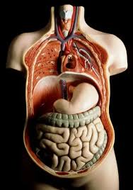 Image result for internal organs