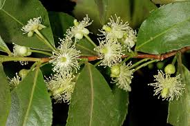 Image result for Aphloia theiformis