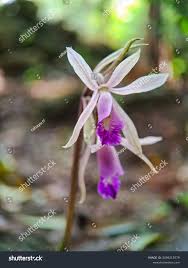 Image result for Nervilia kotschyi