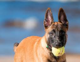 Belgian shepherds are intelligent dogs and as previously mentioned they learn new things very quickly which includes the good and the bad. Belgian Malinois