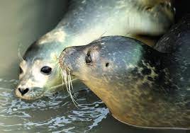 Saying seal in african languages. How Do U Say Seal The Animal In French