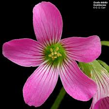 Image result for Oxalidaceae