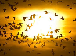 Lettera 23 buongiorno.ti amerei nel vento sotto il cielo terso in primavera tra la dolcezza delle rose. Domani Che Cosa Significa Nel Tempo Sconvolto Di Oggi Corriere It