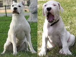 Dogo Argentino Bully Breeds Animals Dogs