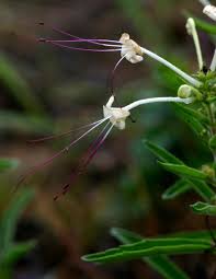 Image result for Clerodendrum ternatum