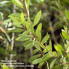 Image result for Melaleuca