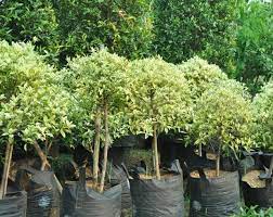 We did not find results for: 21 Tanaman Yang Biasa Ada Di Taman Dan Fungsinya