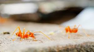 Image result for Fire Ant Sting