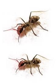 Biological control of pests and diseases is a method of controlling pests and diseases in agriculture that relies on natural predation rather than introduced chemicals. How To Control Pests And Diseases Biological Vs Chemical Canna Uk