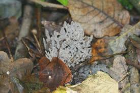 Image result for Clavulina cinerea