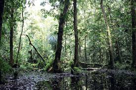 Image result for Afrobrunnichia erecta