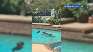Maybe you would like to learn more about one of these? Watch A Mother Bear And Her Cub Take Over A Backyard Pool In Southern California To Escape The July Heat Abc7 San Francisco