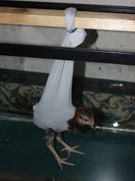Click This Image To Show The Full Size Version Chickens Backyard Broken Leg Pets Rock