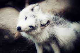 gorgeous white fox with heterochomia iridum cute animals animals beautiful animals wild