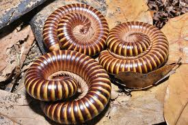 Image result for Telosma africana