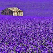 Purple field flowers near me. Pin Von Barbara Stanley Auf All Shades Of Purple And Lilac Lavendel Provence Lavendel Lavendelfelder