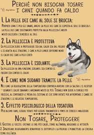 Click here now and see all of the hottest amatoriale italiano porno movies for free! 44 Idee Su Consigli Per Il Cane Nel 2021 Cani Animali Domestici Cibo Per Cani