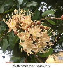 Image result for Hymenaea courbaril