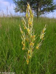 Check spelling or type a new query. Brome Erige Brome Dresse Anab Association Nature Alsace Bossue