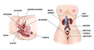 Why Do Women Squirt? The Truths Behind Female Squirting (Finally  Explained!) - School Of Squirt