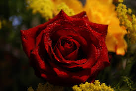 صور ورد جوري جديدة 2020 اجمل الورود بكل الالوان احمر اصفر بنفسجي