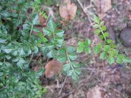 Image result for Commiphora africana