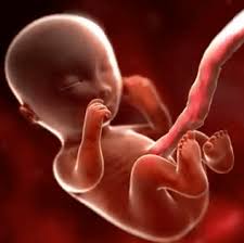Peso del bebe con 22 semanas de embarazo. Recinto De Imagenes De Elaboracion Y Videos De Formacion Bebe 11 Semanas De Gestacion Video