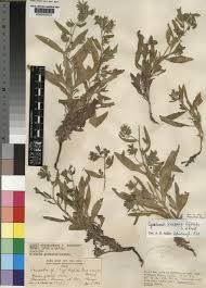 Image result for Cystostemon