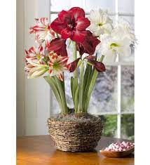 Large Amaryllis Trio Bulb Garden Holiday Bulb Gardensverified Buyerverified Buyerverified Buyer Flower Bulb Gifts Garden Bulbs Amaryllis