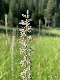 Image result for Lankesteria alba