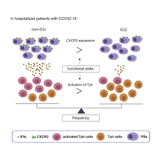 PD-1highCXCR5–CD4+ peripheral helper T cells promote CXCR3+ plasmablasts in  human acute viral infection: Cell Reports