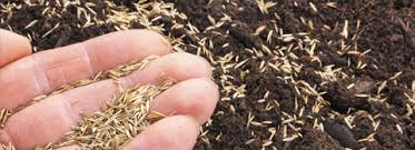 Growing new grass from grass seed can be quite frustrating if the results are not what you expected them to be. Seed And Sod Application Rates Milorganite