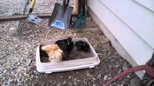 It's a behavior that is completely natural and innate to chickens. Baby Chickens First Dust Bath Youtube