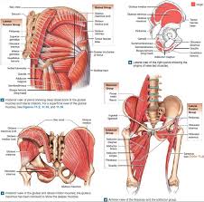 Check spelling or type a new query. Muscle Anatomy Skeletal Muscles Groin Muscles Calf Muscles