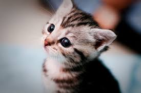 Masaustu Kediler Sevimli Yuz Kapatmak 50 Mm Kedi Yavrusu Dof Uzgun Tatli Bokeh Kitty Yavru Kediler Guzel Melankoli 1600x1067 954925 Masaustu Arka Plan Hd Wallhere