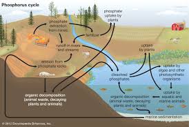 The word habitat has been in use since about 1755 and derives from the latin habitāre, to inhabit, from habēre, to have or to hold.habitat can be defined as the natural environment of an organism, the type of place in which it is natural for it to live and grow. Eutrophication Definition Types Causes Effects Britannica